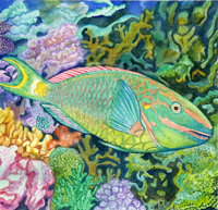 Parrot Fish